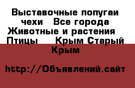 Выставочные попугаи чехи - Все города Животные и растения » Птицы   . Крым,Старый Крым